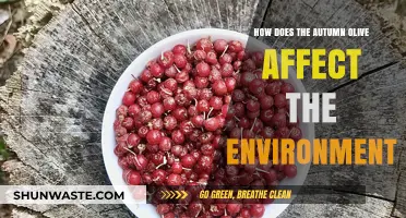 Autumn Olive's Environmental Impact: Invasive Species or Ecological Threat?