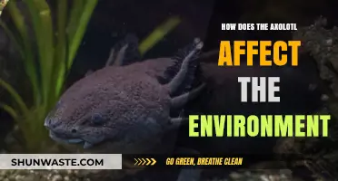 Axolotl's Ecological Impact: Unveiling Their Role in Aquatic Ecosystems