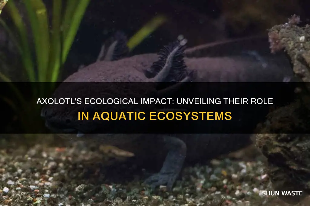 how does the axolotl affect the environment