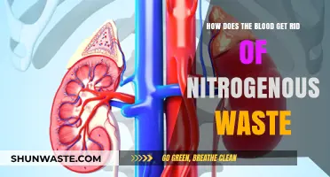 How the Body Eliminates Nitrogenous Waste Through Blood