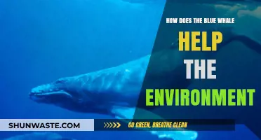 Blue Whales: Ocean Giants Boosting Ecosystems and Climate Health