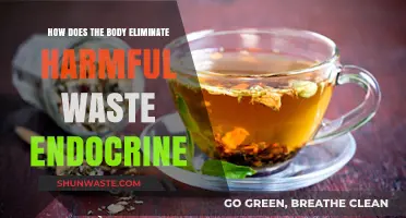 Detoxifying Naturally: How the Body Eliminates Endocrine Waste Safely