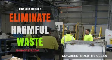 Detoxifying Naturally: How the Body Eliminates Harmful Waste Efficiently