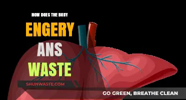 Body Energy and Waste: Understanding Metabolism and Detoxification Processes