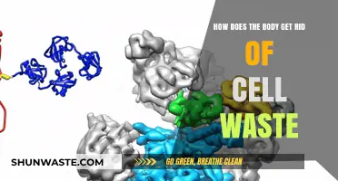 Cellular Detox: How the Body Eliminates Waste Efficiently