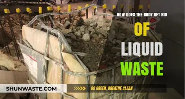 Understanding the Body's Efficient Process of Eliminating Liquid Waste