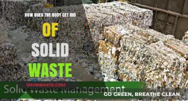 Understanding the Body's Efficient Process of Eliminating Solid Waste