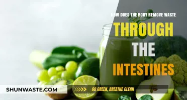 Intestinal Waste Removal: How Your Body Eliminates Toxins Naturally
