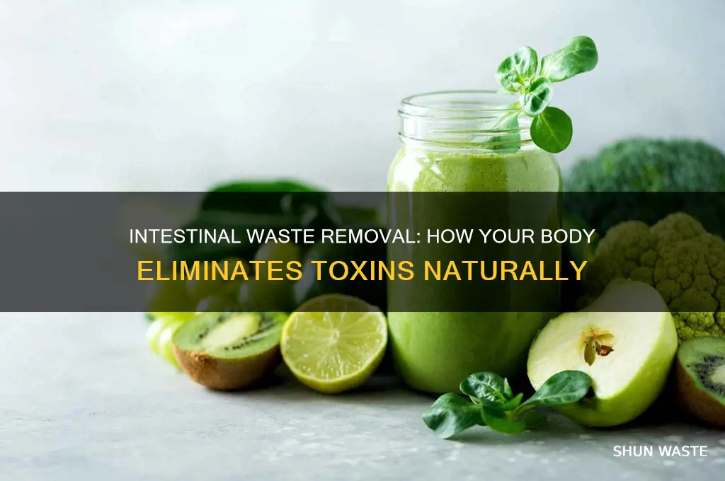 how does the body remove waste through the intestines