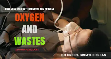 Breathing Life: Oxygen Transport and Waste Removal in the Body