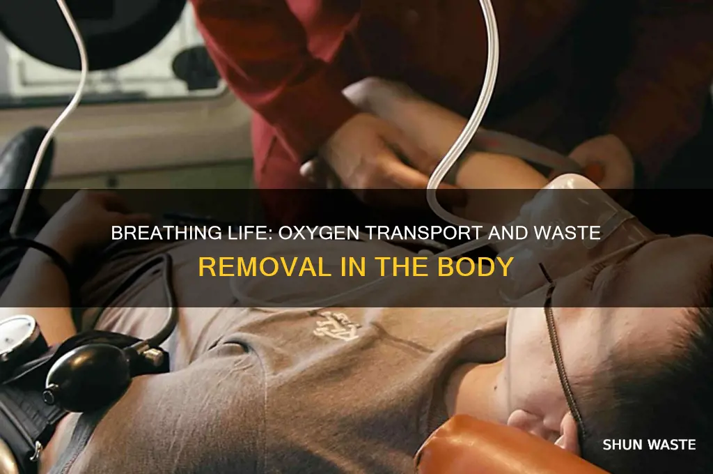 how does the body transport and process oxygen and wastes