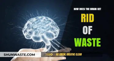 Brain's Waste Clearance: Unveiling the Glymphatic System's Detox Process