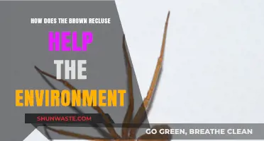 Brown Recluse Spiders: Unseen Heroes in Ecosystem Balance and Health