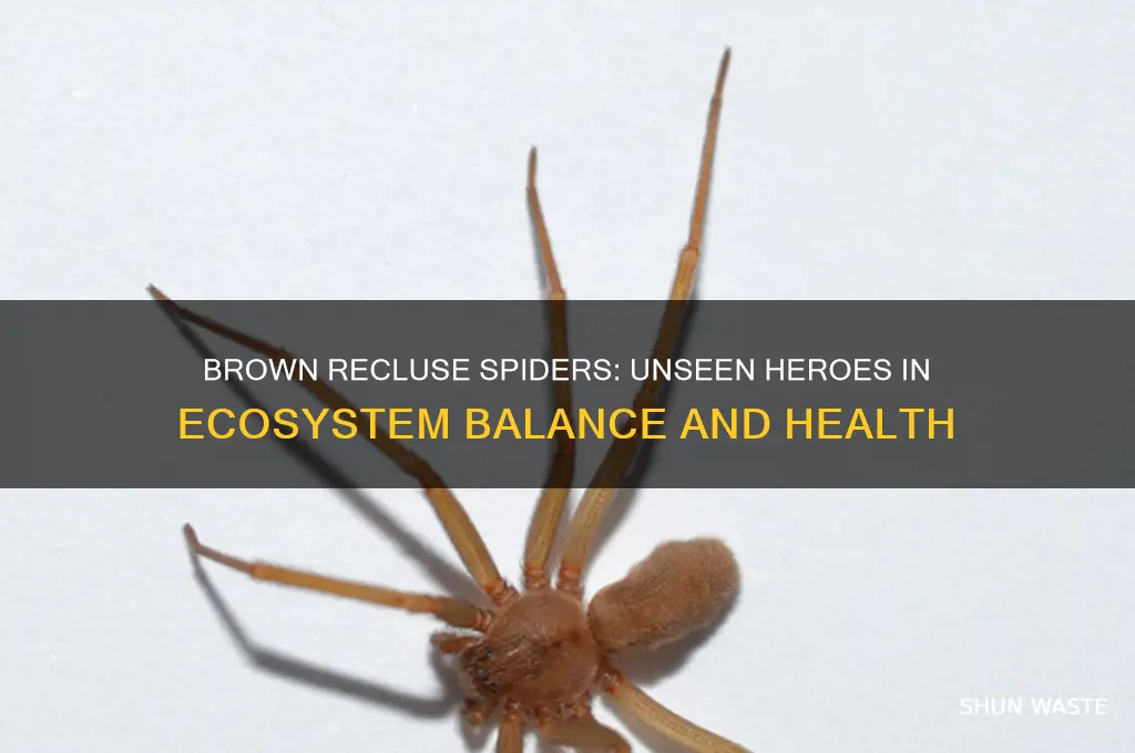 how does the brown recluse help the environment