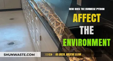 Burmese Python's Environmental Impact: Disrupting Ecosystems and Biodiversity