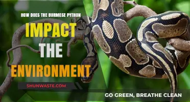 Burmese Python's Environmental Impact: Ecosystem Disruption and Conservation Challenges