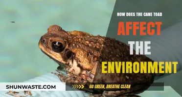 Cane Toad Invasion: Environmental Impacts and Ecosystem Disruption Explained