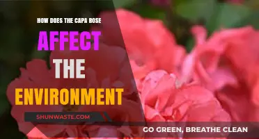 Capa Rose's Environmental Impact: A Comprehensive Analysis of Its Effects