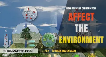 Understanding the Carbon Cycle's Impact on Our Environment and Climate