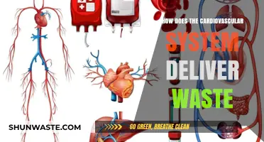 Cardiovascular System's Role in Waste Removal and Detoxification Explained