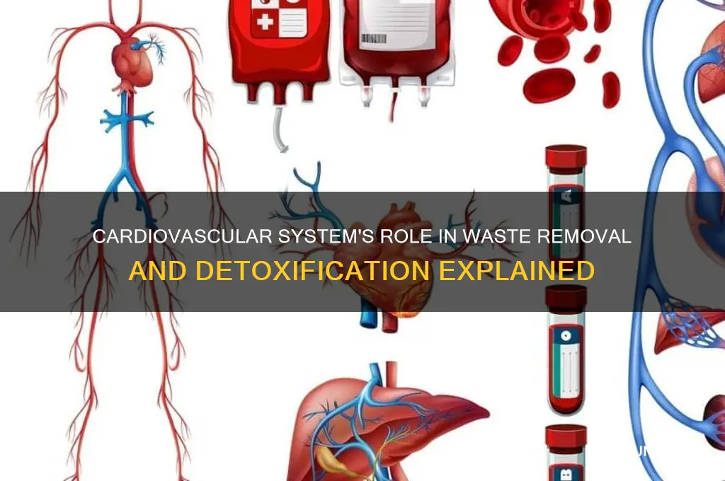 how does the cardiovascular system deliver waste