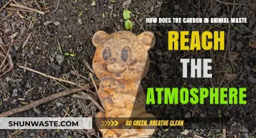 Animal Waste Carbon: Journey from Farm to Atmosphere Explained