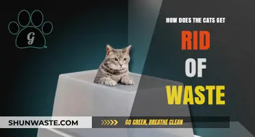 Understanding How Cats Efficiently Eliminate Waste in Their Daily Lives