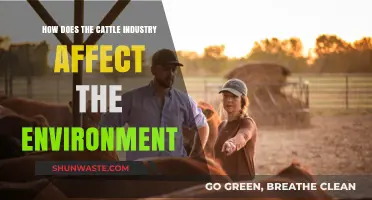 Cattle Industry's Environmental Impact: Climate, Land, and Sustainability Explored