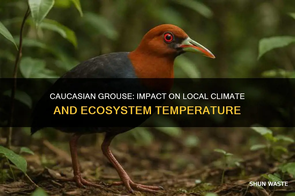 how does the caucasian grouse affect its environment temperature