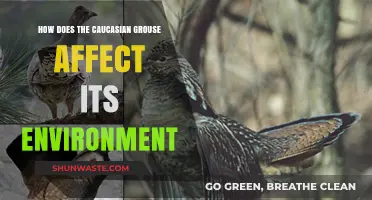 Caucasian Grouse: Environmental Impact and Ecosystem Role Explored