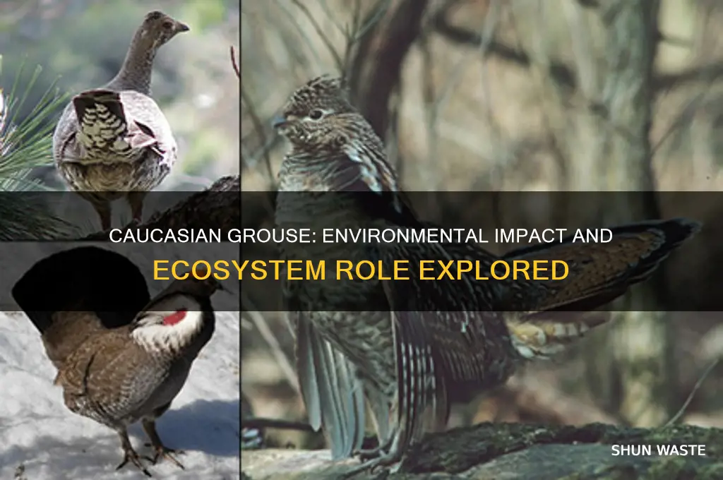 how does the caucasian grouse affect its environment