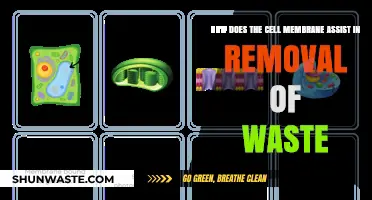 Cell Membrane's Role in Efficient Waste Removal and Detoxification