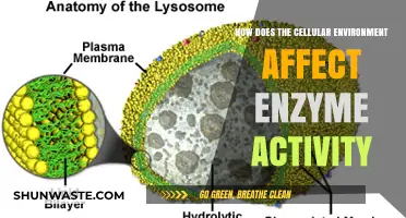 Cellular Environment's Impact on Enzyme Activity: Key Factors Explained