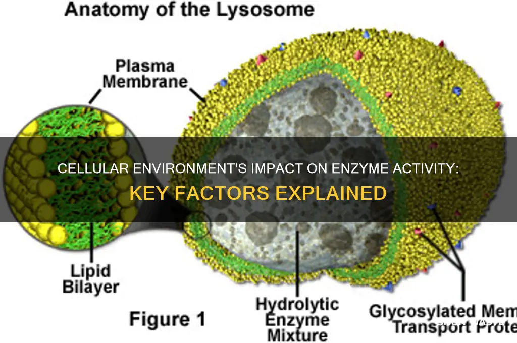 how does the cellular environment affect enzyme activity