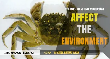 Chinese Mitten Crab: Environmental Impacts and Ecosystem Disruption Explained