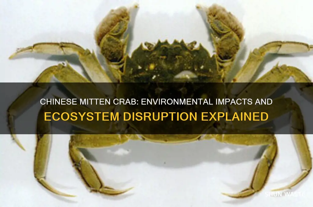 how does the chinese mitten crab affect the environment