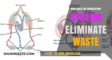 How the Circulatory System Eliminates Waste: A Vital Process