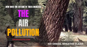 Deforestation's Impact: More Pollution, Fewer Trees