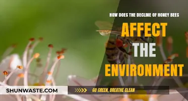 Honey Bee Decline: Environmental Impacts and Ecosystem Consequences Explained