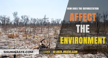 Deforestation's Devastating Impact: How Tree Loss Harms Our Environment