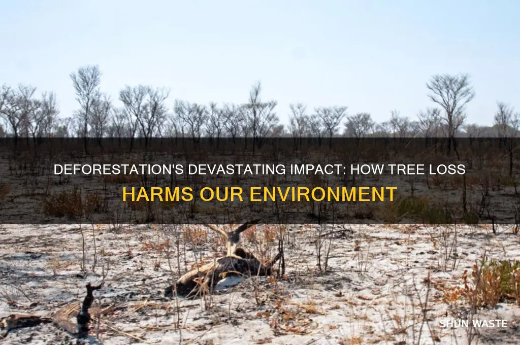 how does the deforestation affect the environment