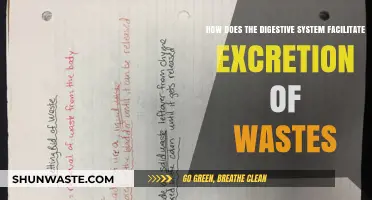 Digestive System's Role in Efficient Waste Excretion Explained
