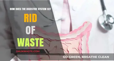 Understanding How the Digestive System Eliminates Waste Efficiently