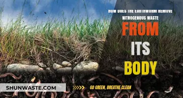 Earthworm Waste Removal: Nitrogenous Excretion Explained in Simple Terms