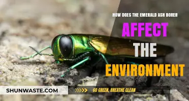 Emerald Ash Borer's Environmental Impact: Threats to Ecosystems and Biodiversity