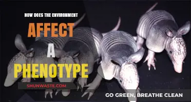 Environmental Influences on Phenotypic Expression: Unraveling Nature's Complex Interactions
