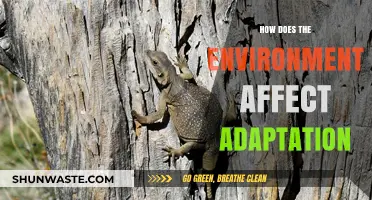 Environmental Influences on Adaptation: Shaping Survival Strategies in Changing Ecosystems