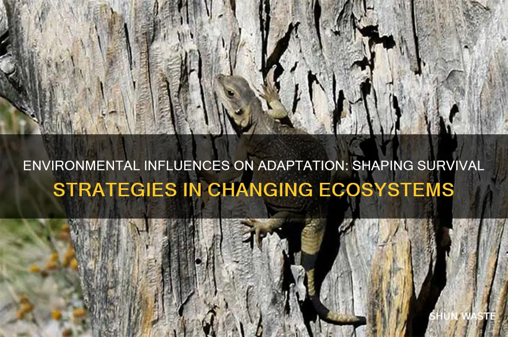 how does the environment affect adaptation