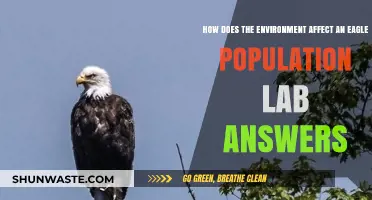 Environmental Factors Shaping Eagle Populations: Insights from Lab Studies