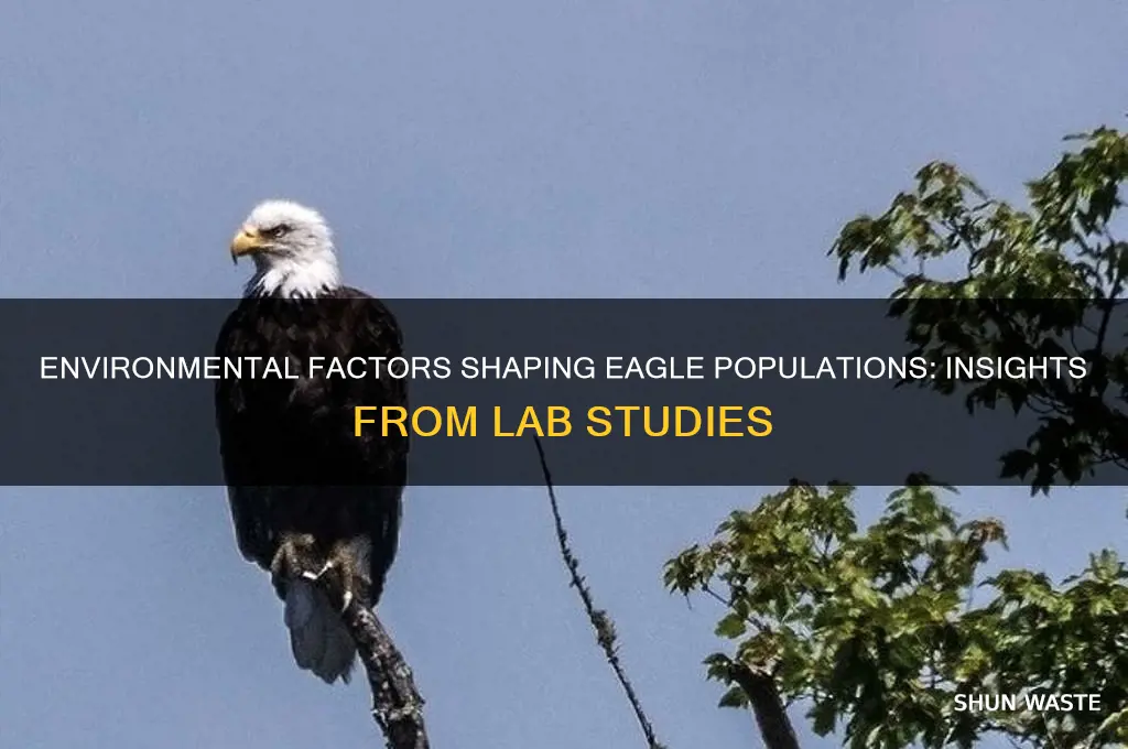 how does the environment affect an eagle population lab answers